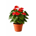 Anthurium Rojo Premium | Planta de Interior con Flor
