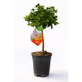 Calamondín 70–80 cm | Árbol Cítrico Ornamental para Interior y Exterior
