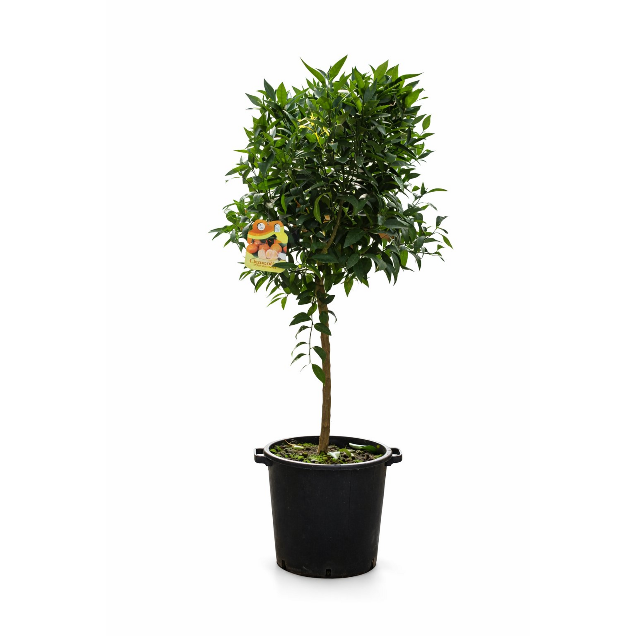 Clementino 70–80 cm | Árbol Cítrico Ornamental para Interior y Exterior