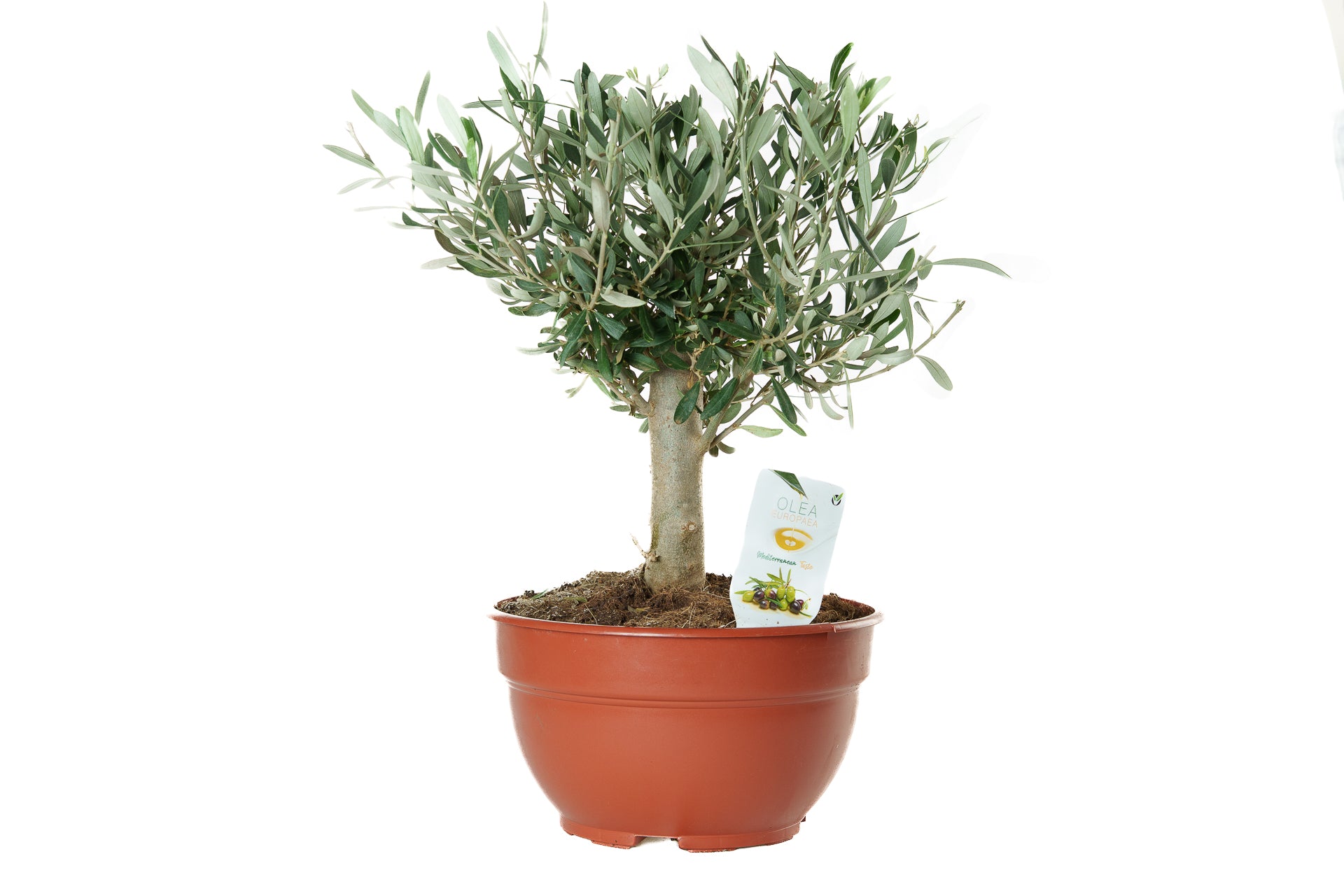 Prebonsái Olivo Grande Premium | Elegancia Mediterránea para tu Hogar