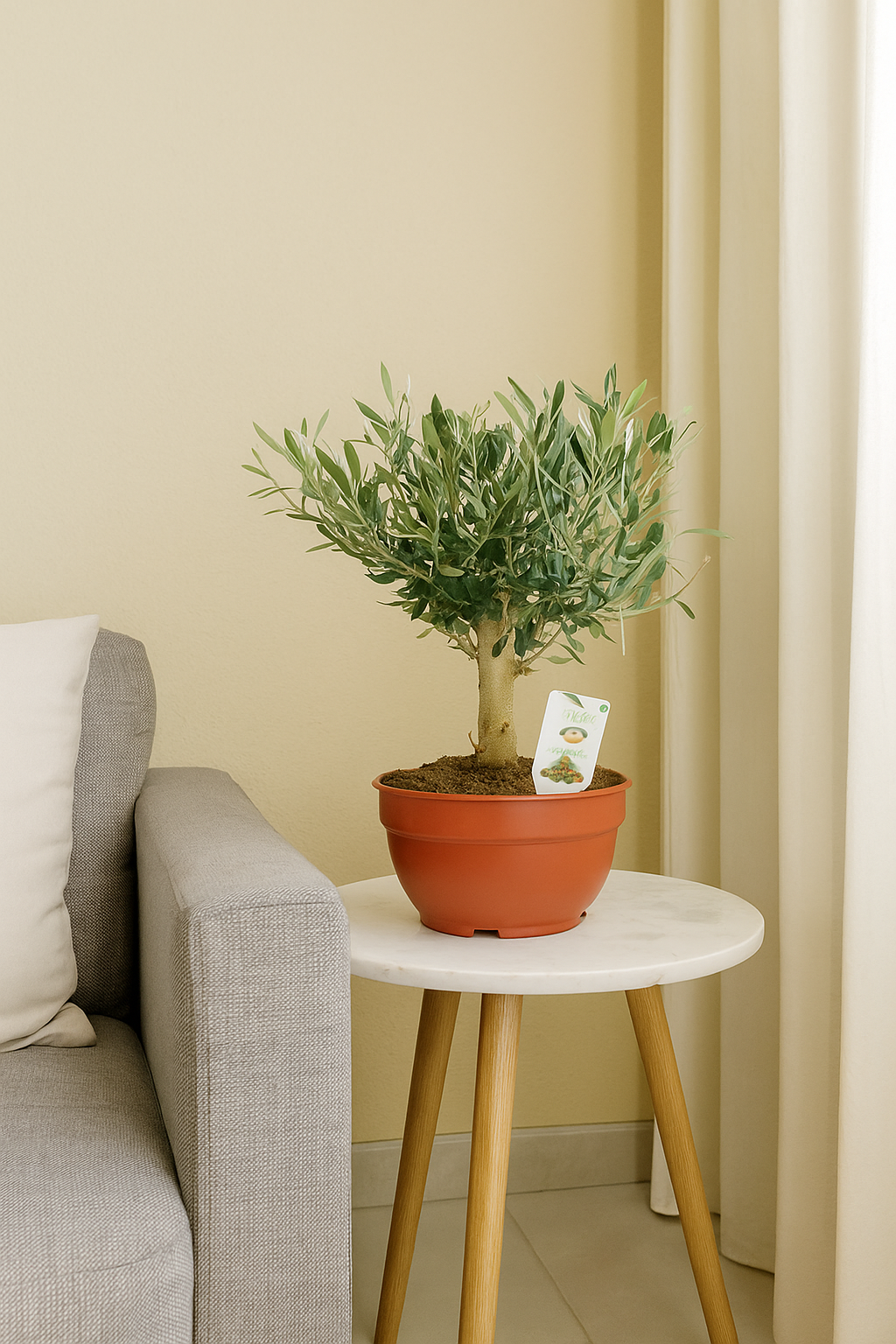 Prebonsái Olivo Grande Premium | Elegancia Mediterránea para tu Hogar