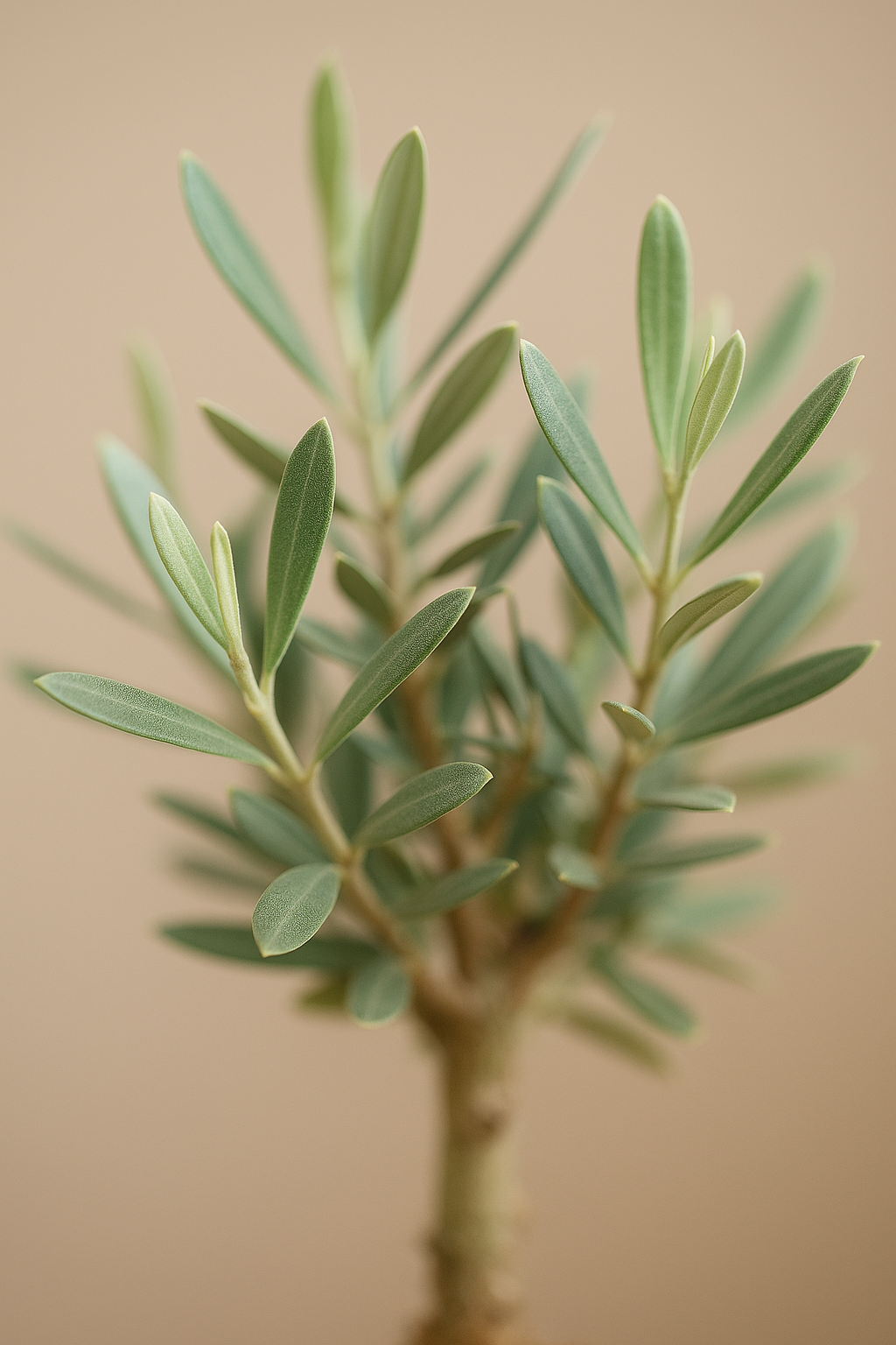 Prebonsái Olivo Pequeño Decorativo | Belleza Mediterránea Compacta para Cualquier Espacio