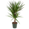 Dracaena Marginata 80–100 cm | Elegancia Tropical para tu Hogar y Oficina