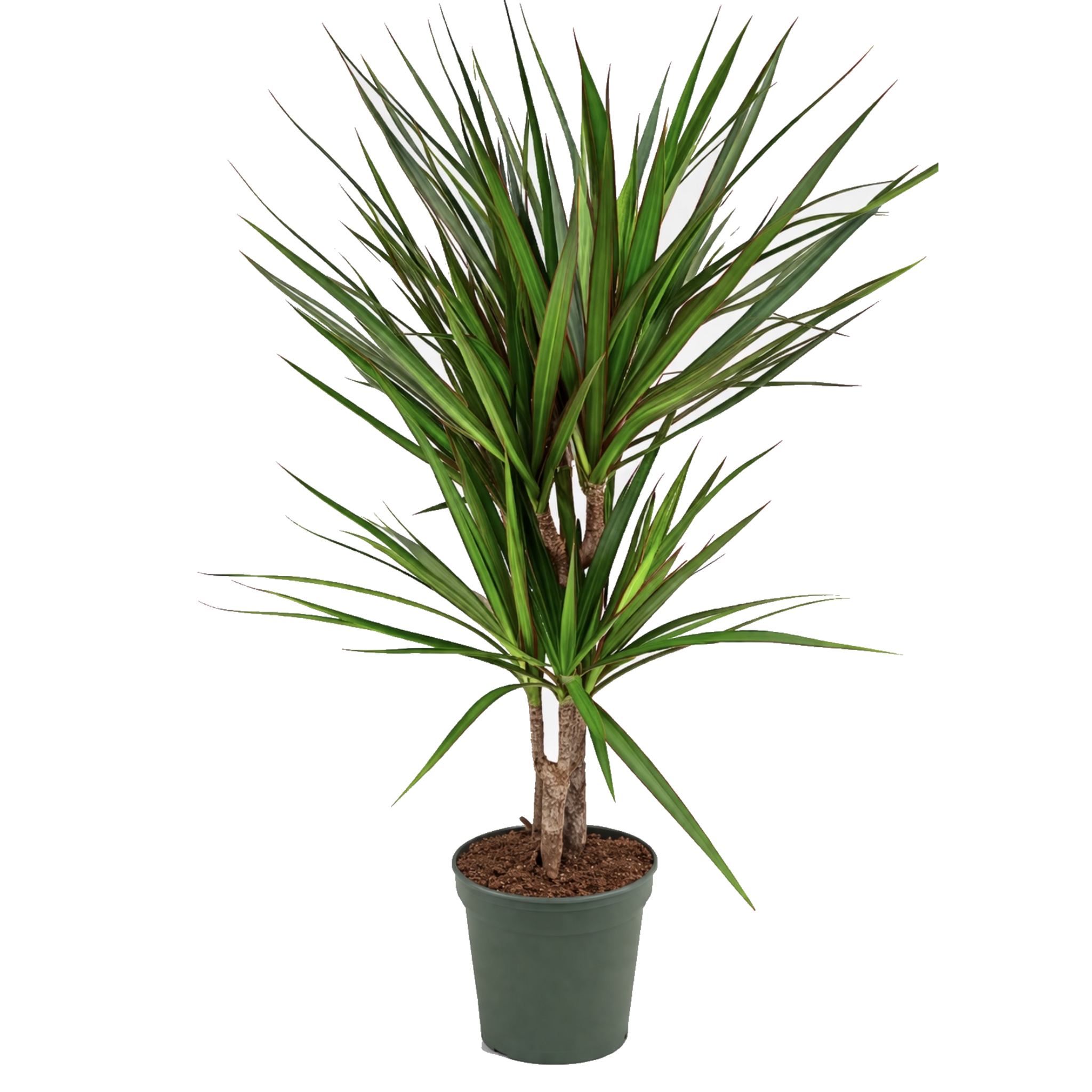 Dracaena Marginata 80–100 cm | Elegancia Tropical para tu Hogar y Oficina