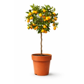 Kumquat 70–80 cm | Árbol Cítrico Ornamental para Interior y Exterior