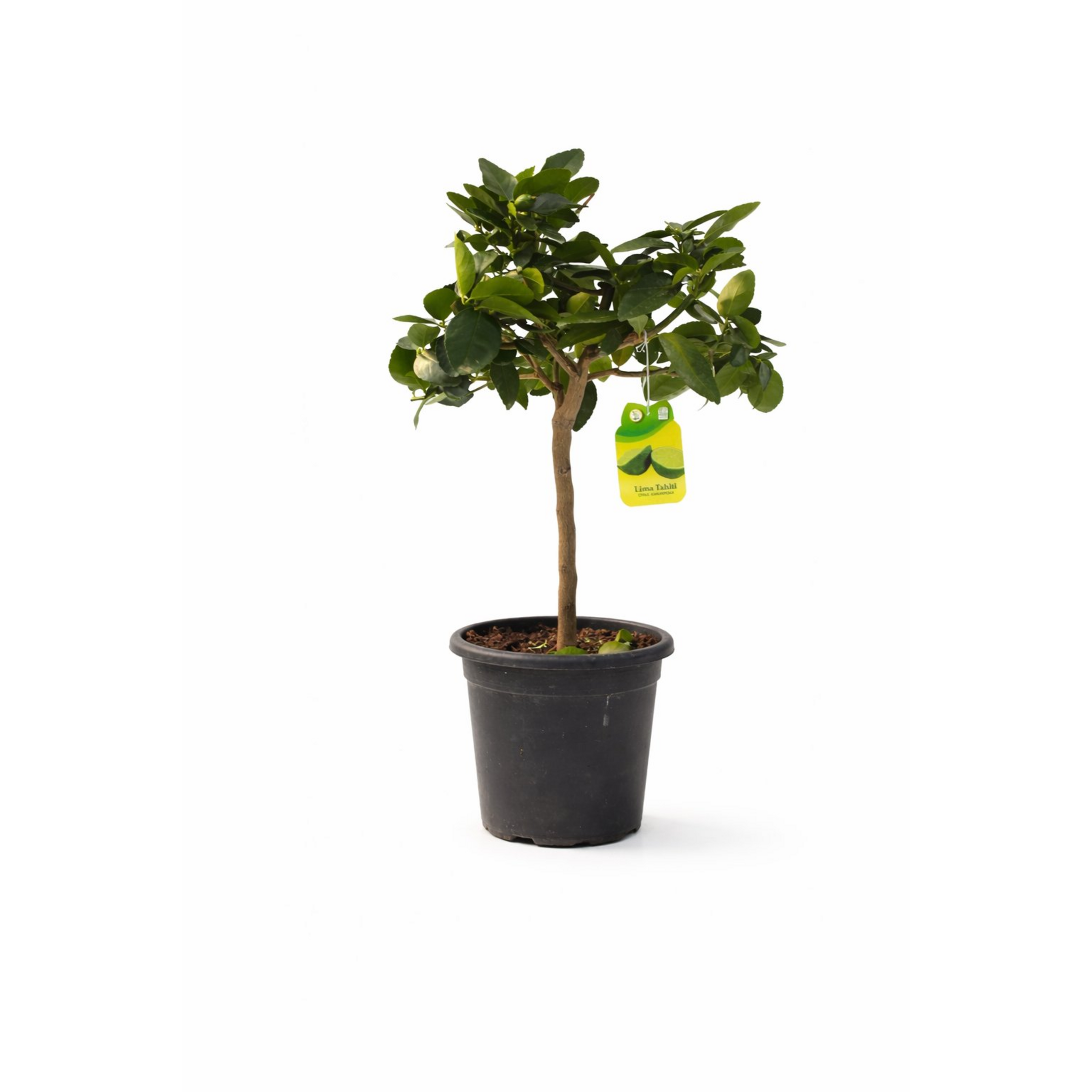 Lima Tahití 70–80 cm | Árbol Cítrico Ornamental para Interior y Exterior
