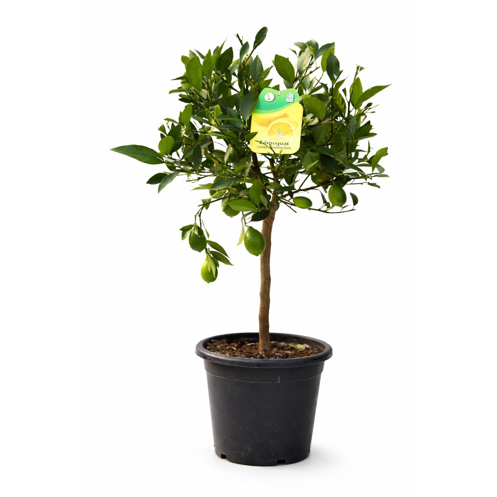 Limequat Enano | Cítrico Híbrido Lima-Kumquat