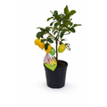 Limonero 70–80 cm | Árbol Cítrico Ornamental para Interior y Exterior
