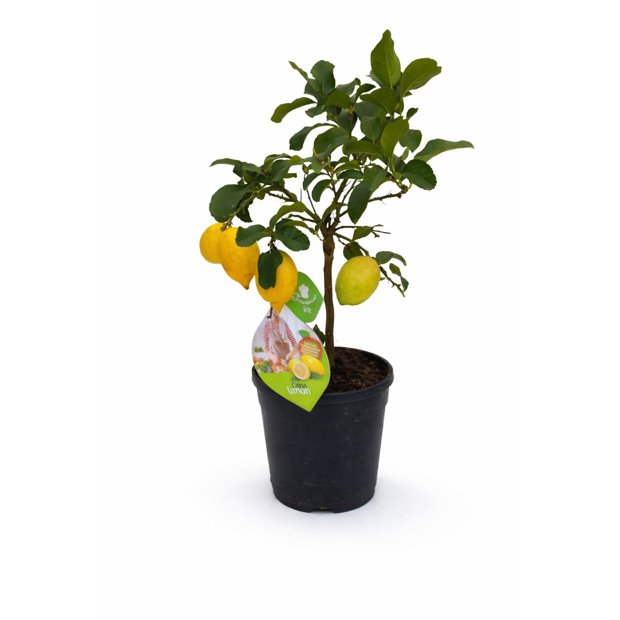 Limonero 70–80 cm | Árbol Cítrico Ornamental para Interior y Exterior