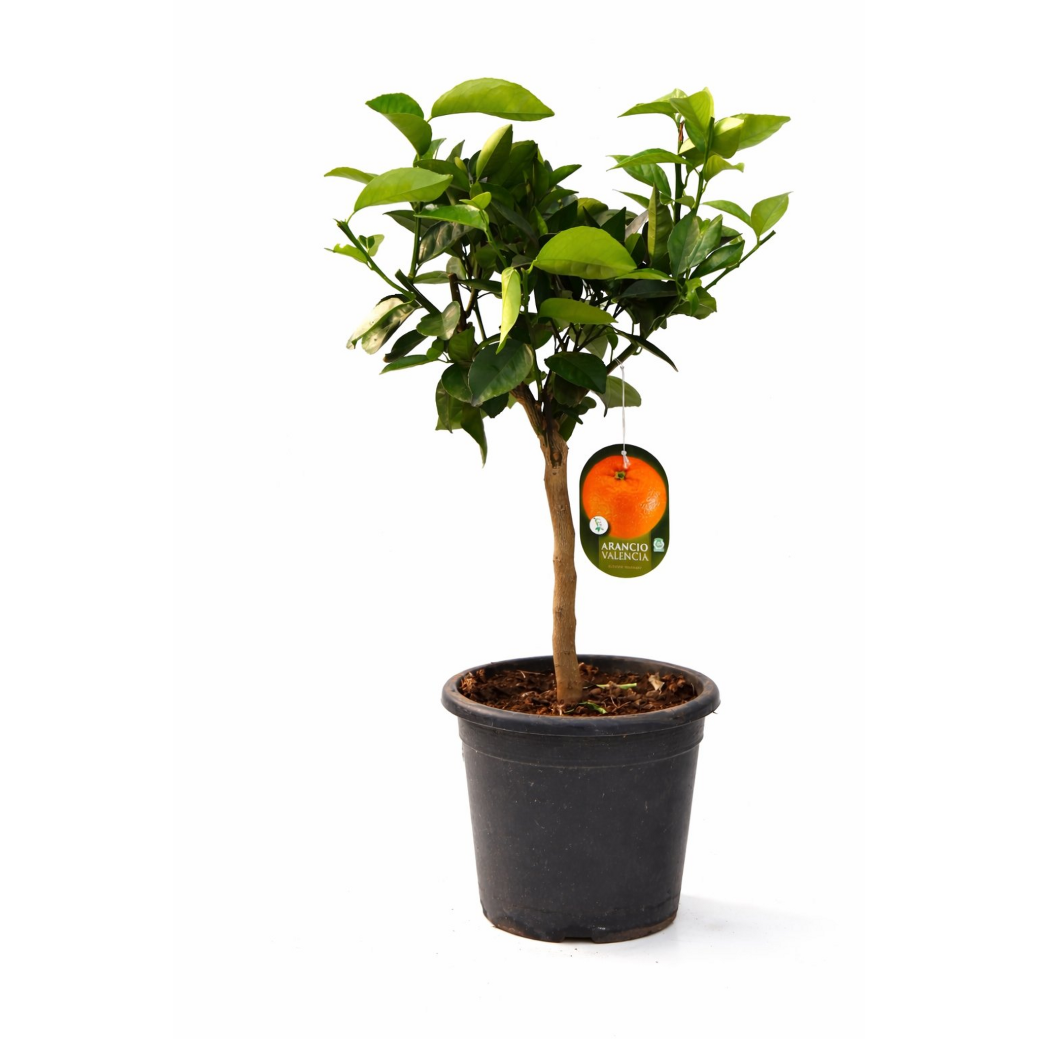 Naranjo Valencia 70–80 cm | Árbol Cítrico Ornamental para Interior y Exterior