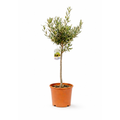Olivo de Copa 80-100cm | Un Toque Mediterráneo para tu Hogar