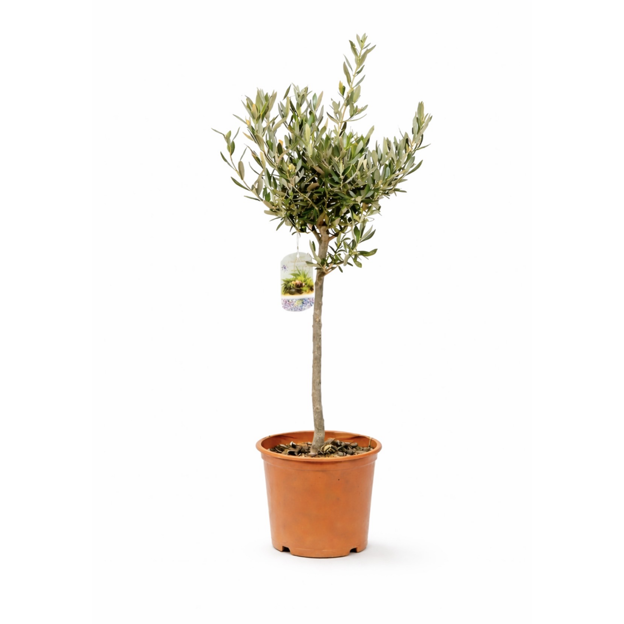Olivo de Copa 80-100cm | Un Toque Mediterráneo para tu Hogar