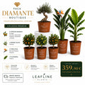 Pack Diamante Boutique — 6 Plantas Premium: 3 Cítricos Enanos, Bonsái Olivo, Strelitzia y Platanera de Leafline Plants