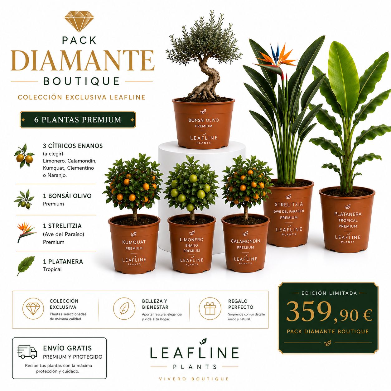 Pack Diamante Boutique — 6 Plantas Premium: 3 Cítricos Enanos, Bonsái Olivo, Strelitzia y Platanera de Leafline Plants
