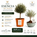 Pack Esencia de Olivo | 2 Olivos Premium con Envío Gratis