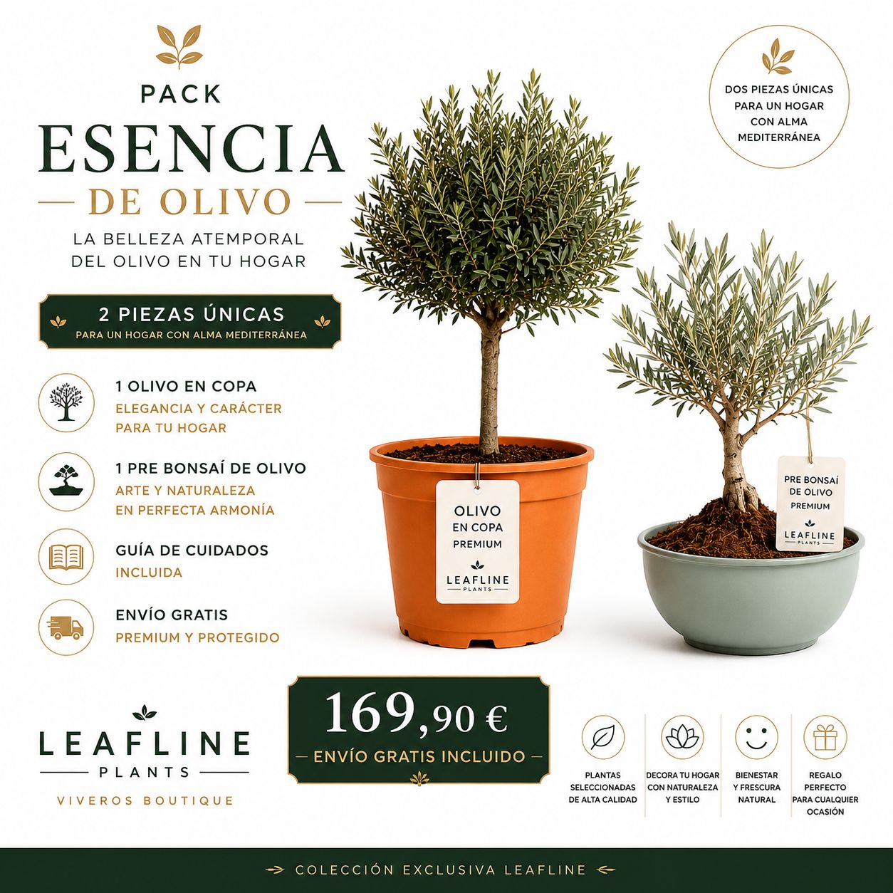 Pack Esencia de Olivo | 2 Olivos Premium con Envío Gratis