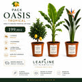 Pack Oasis Tropical — Cítrico Premium, Platanera Tropical y Strelitzia Ave del Paraíso de Leafline Plants