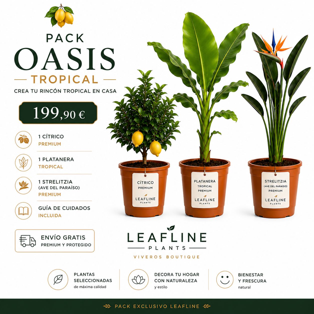 Pack Oasis Tropical — Cítrico Premium, Platanera Tropical y Strelitzia Ave del Paraíso de Leafline Plants