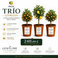 Pack Trío Cítricos — Kumquat Premium, Limonero Enano Premium y Calamondín Premium de Leafline Plants