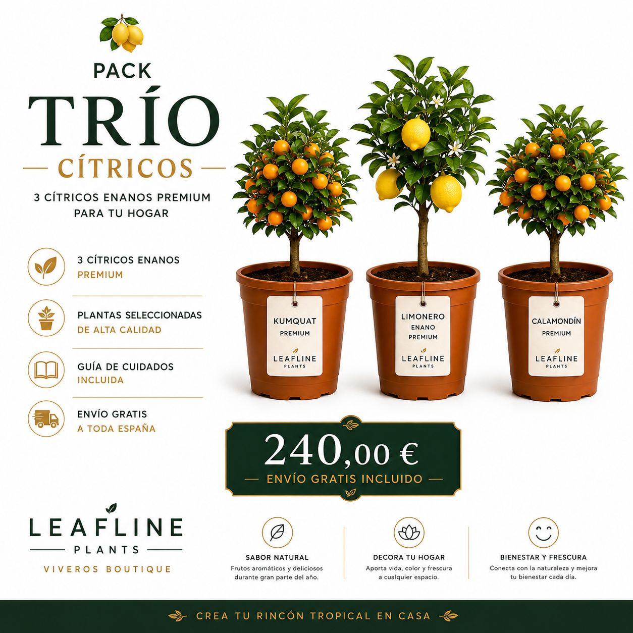 Pack Trío Cítricos — Kumquat Premium, Limonero Enano Premium y Calamondín Premium de Leafline Plants