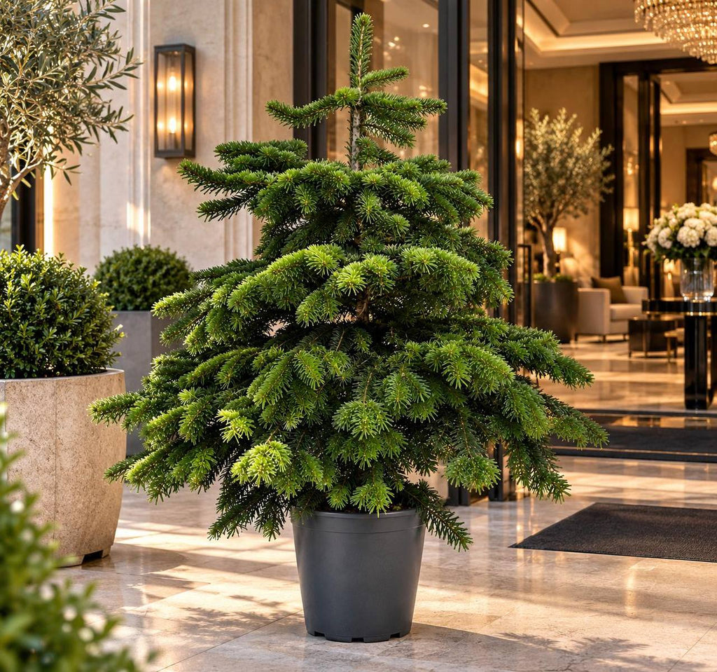 Abeto Nordmann en maceta decorando una entrada