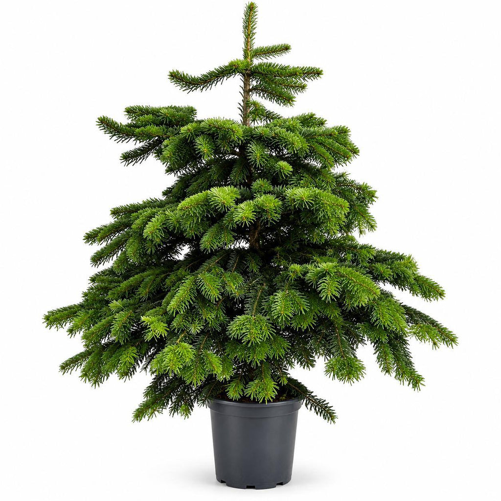 Abeto Nordmann natural en maceta – árbol de Navidad vivo