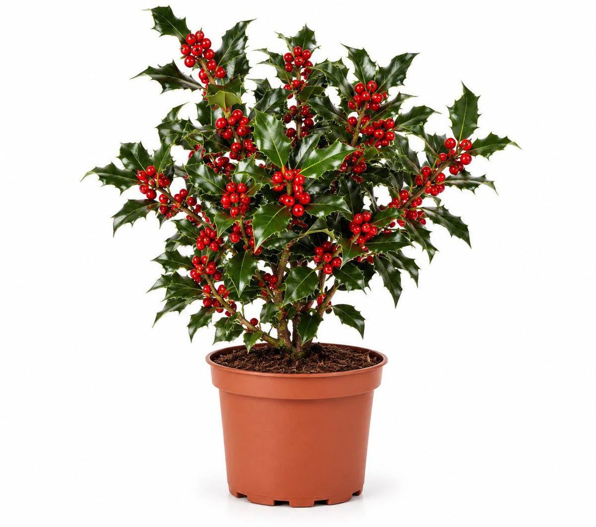 Acebo Ilex aquifolium Alaska