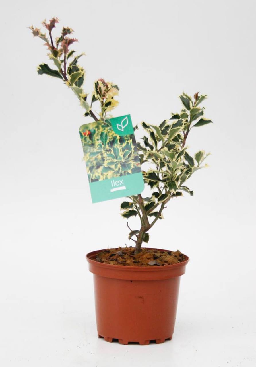 Acebo Ilex aquifolium Argentea Marginata