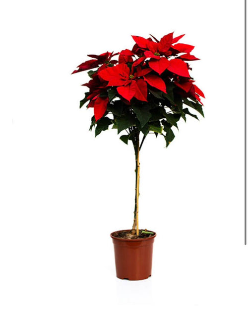 Árbol de Pascua – flor de pascua en formato árbol 90-100 cm