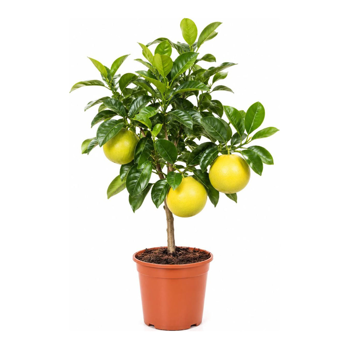Pomelo