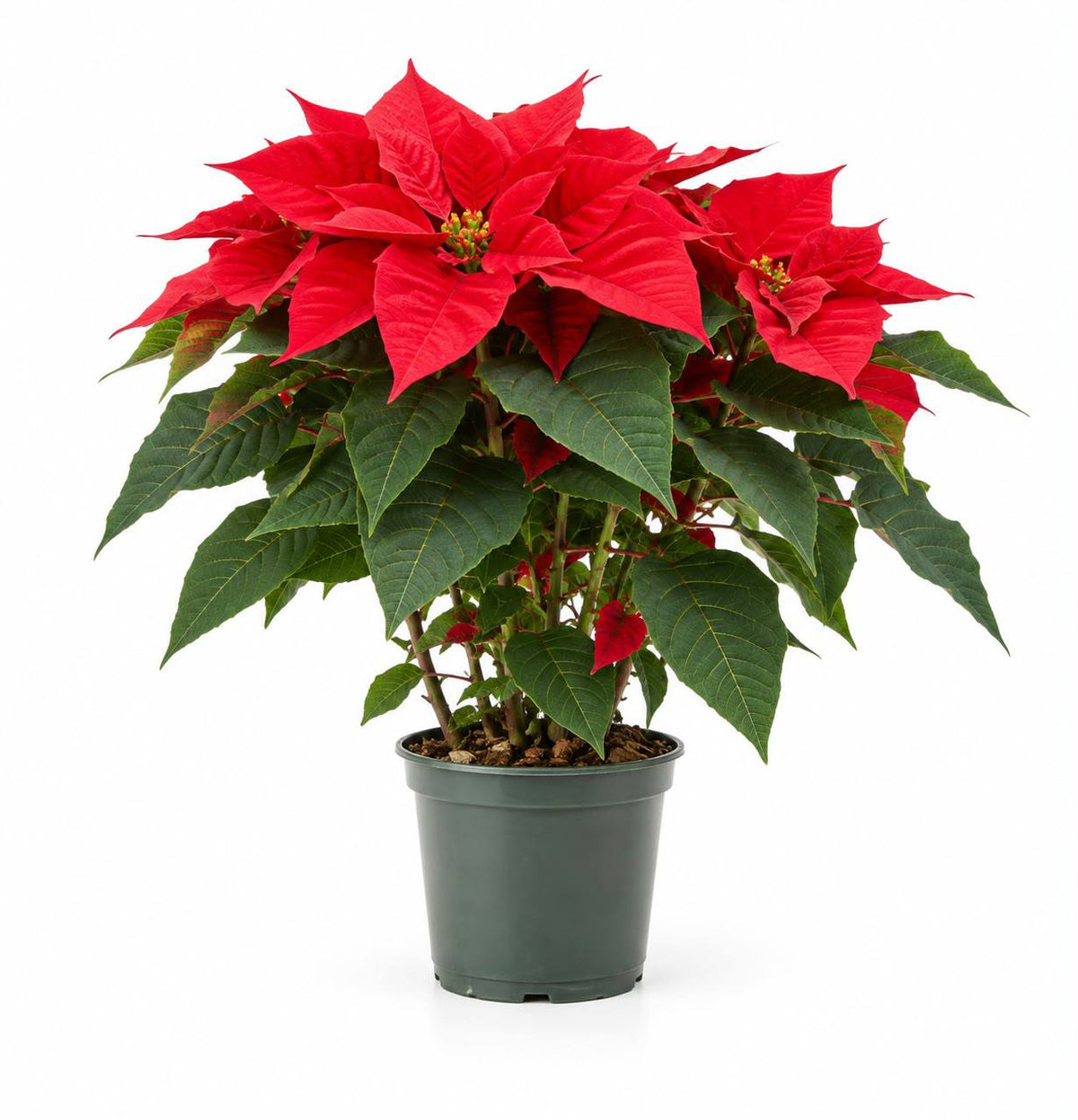 Flor de Pascua M17