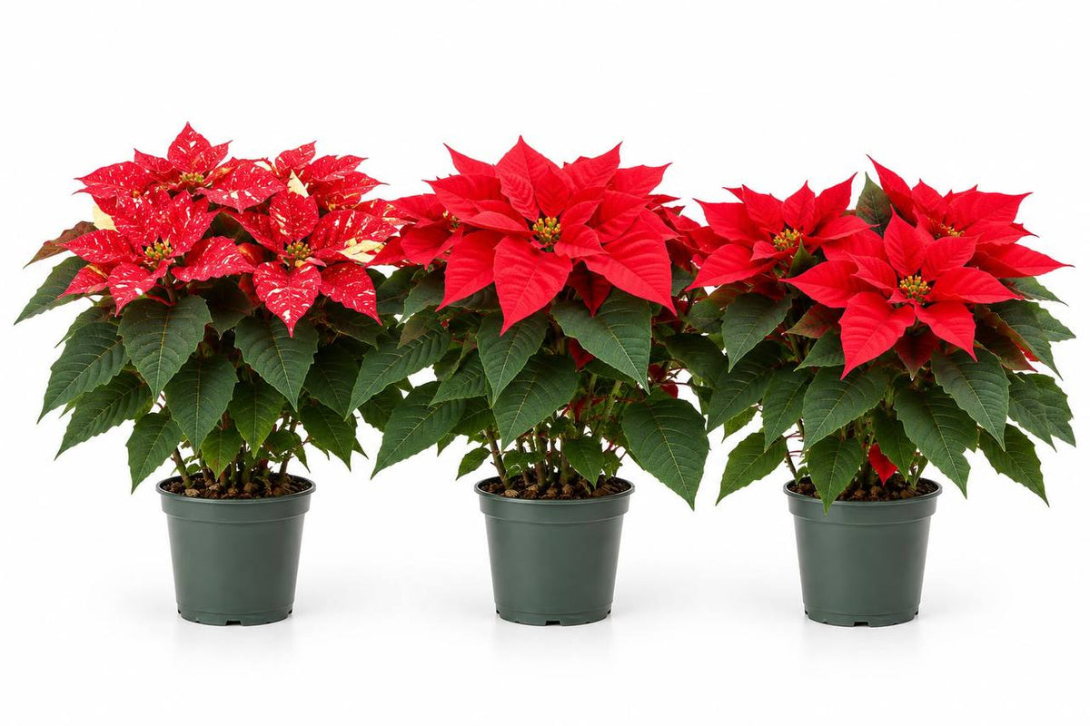 Pack 3 flores de pascua M17