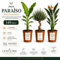 Pack Paraíso Mediterráneo — Platanera Tropical Premium, Olivo Premium y Strelitzia Ave del Paraíso de Leafline Plants
