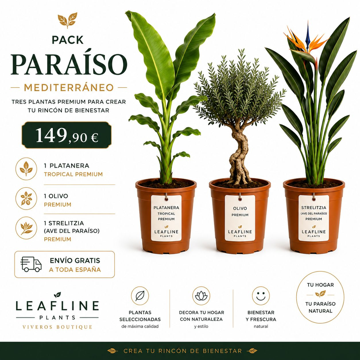 Pack Paraíso Mediterráneo — Platanera Tropical Premium, Olivo Premium y Strelitzia Ave del Paraíso de Leafline Plants