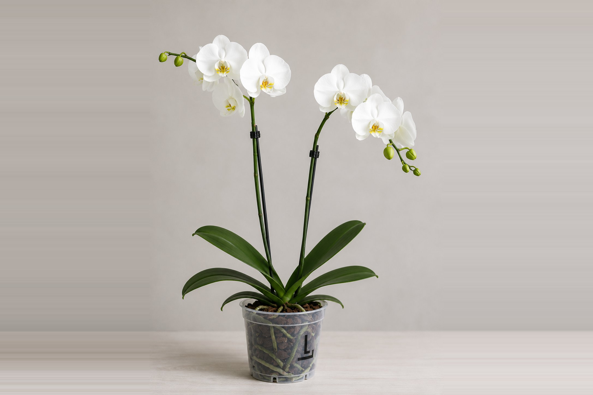 Orquídea Phalaenopsis Blanca