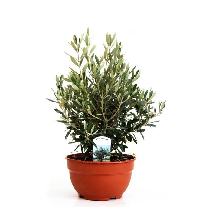 Prebonsái Olivo Pequeño Decorativo | Belleza Mediterránea Compacta para Cualquier Espacio