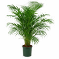 Areca Dypsis lutescens 120-150 cm en maceta verde — Palmera de interior purificadora