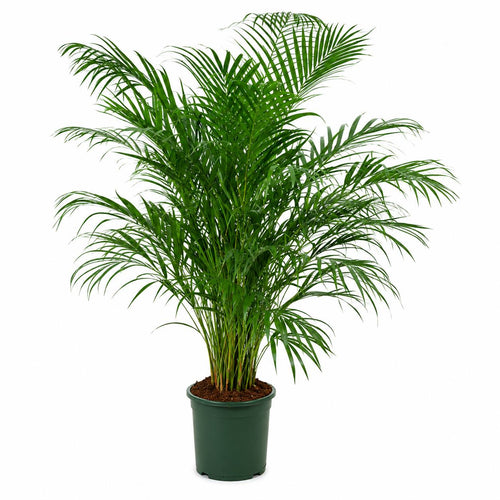 Areca Dypsis lutescens 120-150 cm en maceta verde — Palmera de interior purificadora