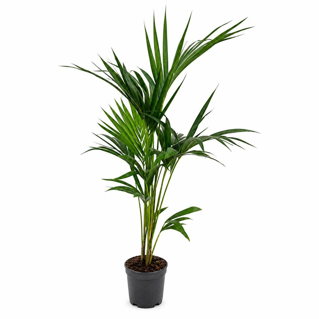 Kentia Howea forsteriana 90-100 cm en maceta negra — Palmera de interior resistente y elegante
