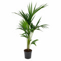 Kentia Howea forsteriana 90-100 cm en maceta negra — Palmera de interior resistente y elegante