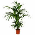 Kentia XL Howea forsteriana 150-175 cm en maceta terracota — Palmera de interior de gran porte