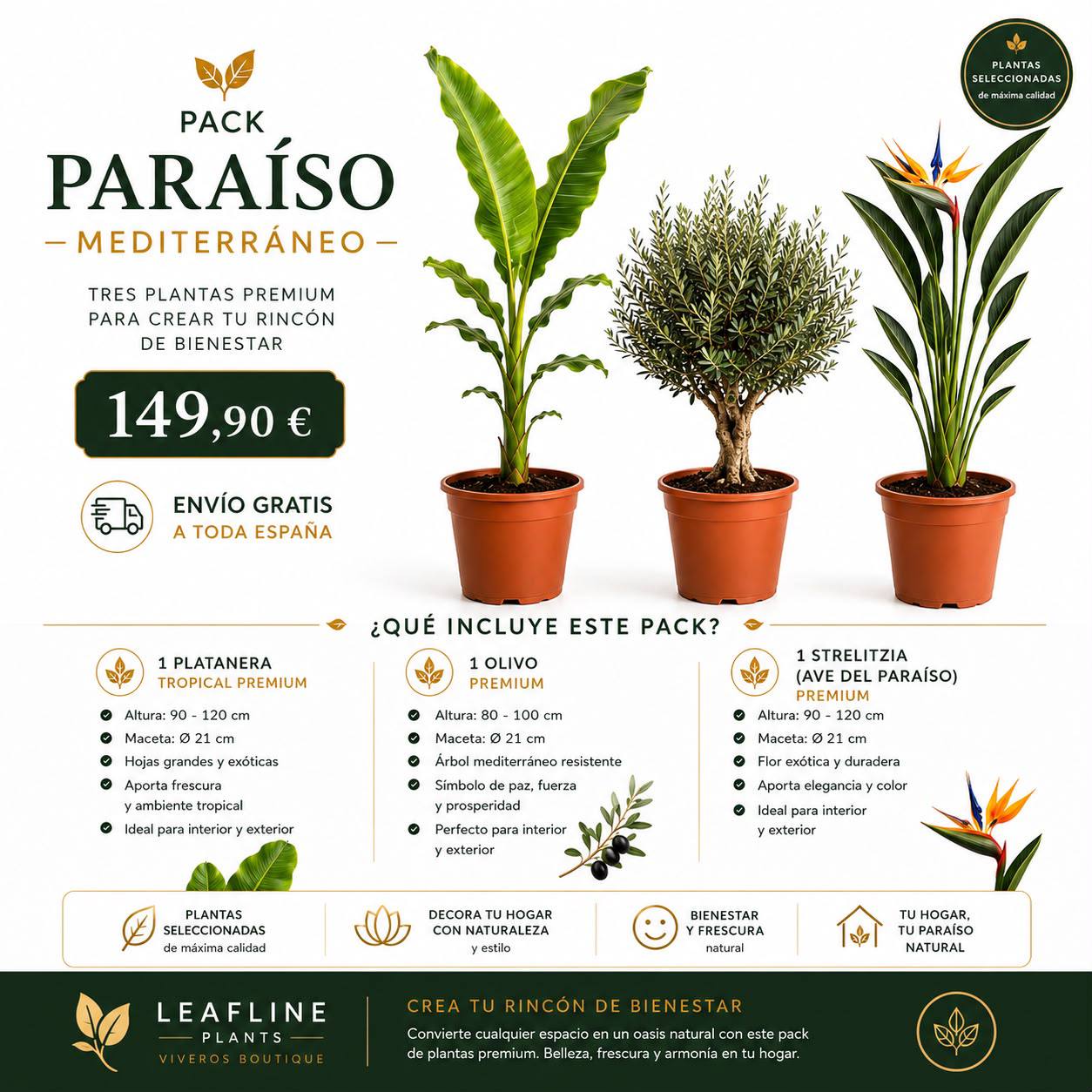 Pack Paraíso Mediterráneo | Platanera + Olivo + Strelitzia con Envío Gratis
