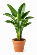 Strelitzia Nicolai fondo blanco